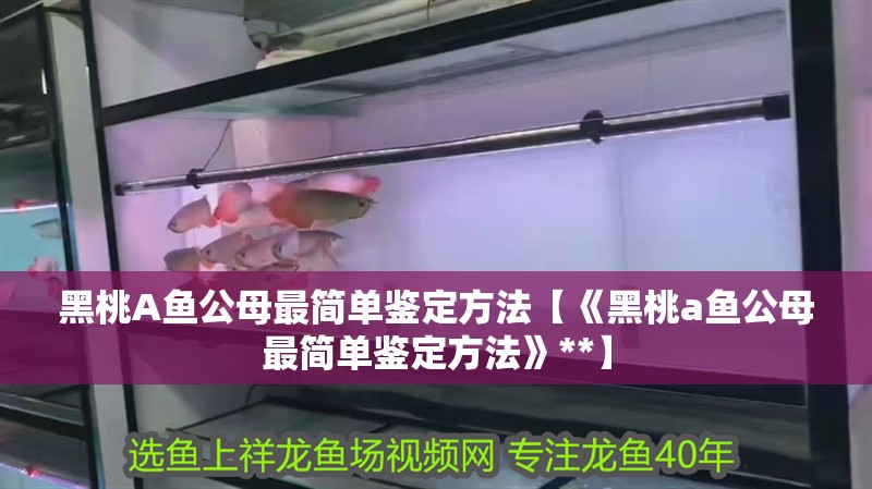 黑桃A魚公母最簡單鑒定方法【《黑桃a魚公母最簡單鑒定方法》**】