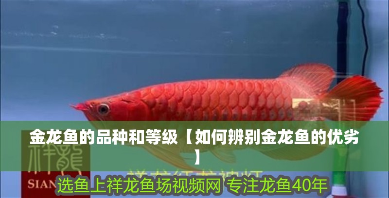 金龍魚的品種和等級【如何辨別金龍魚的優劣】