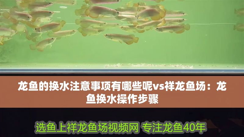 龍魚的換水注意事項有哪些呢vs祥龍魚場：龍魚換水操作步驟
