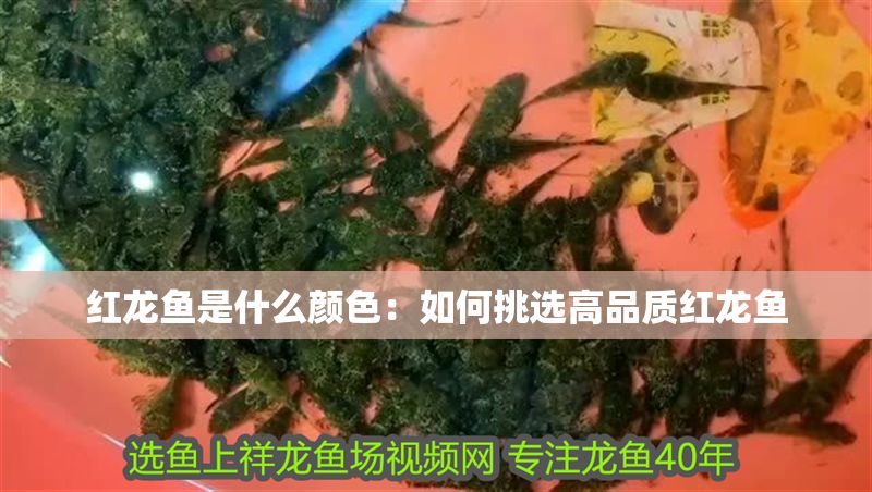 紅龍魚是什么顏色：如何挑選高品質紅龍魚 紅龍魚是什么顏色：如何挑選高品質紅龍魚 紅龍魚百科 第1張