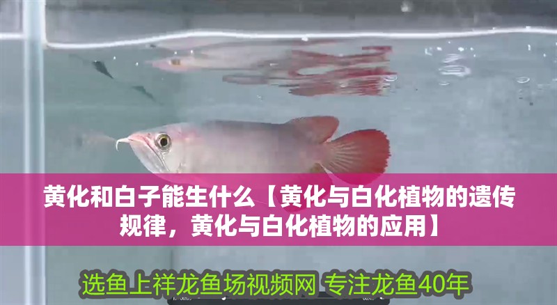 黃化和白子能生什么【黃化與白化植物的遺傳規律，黃化與白化植物的應用】