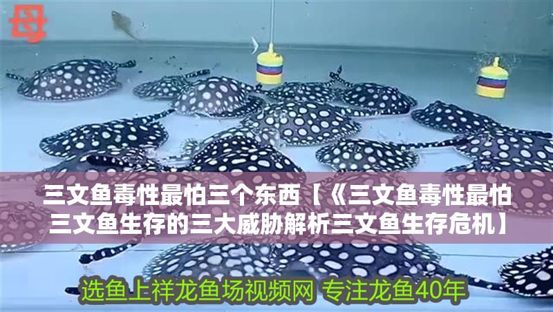 魚缸過濾器選購指南:自制魚缸過濾器魚缸上置過濾器對于養魚愛好者的必備知識 三文魚毒性最怕三個東西【《三文魚毒性最怕三文魚生存的三大威脅解析三文魚生存危機】 龍魚論壇 三文魚毒性最怕三個東西【《三文魚毒性最怕三文魚生存的三大威脅解析三文魚生存危機】 三文魚毒性最怕三個東西【《三文魚毒性最怕三文魚生存的三大威脅解析三文魚生存危機】 龍魚論壇