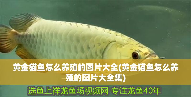 黃金貓魚怎么養殖的圖片大全(黃金貓魚怎么養殖的圖片大全集)