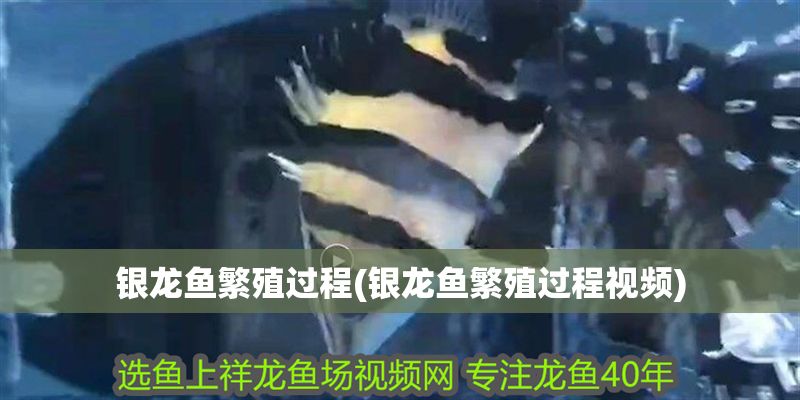 銀龍魚繁殖過程(銀龍魚繁殖過程視頻)