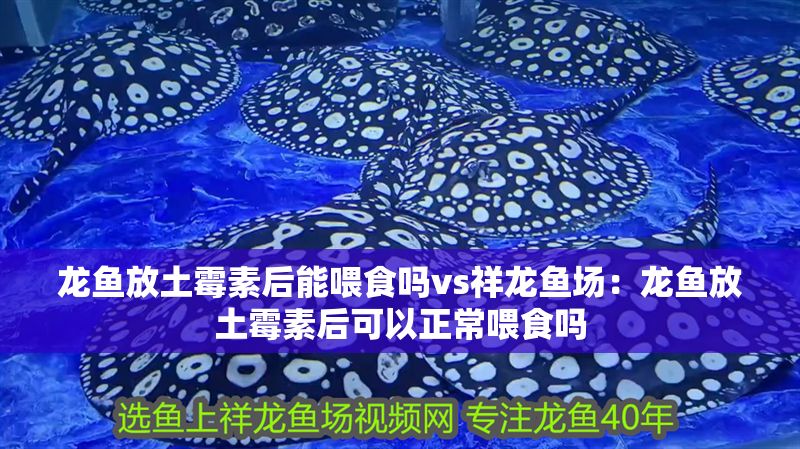 龍魚放土霉素后能喂食嗎vs祥龍魚場：龍魚放土霉素后可以正常喂食嗎 龍魚放土霉素后能喂食嗎vs祥龍魚場：龍魚放土霉素后可以正常喂食嗎 vs祥龍魚場 第1張