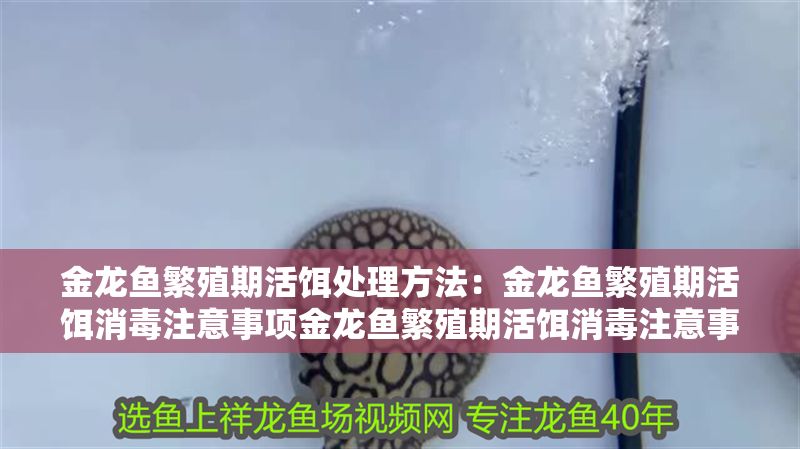 金龍魚繁殖期活餌處理方法：金龍魚繁殖期活餌消毒注意事項金龍魚繁殖期活餌消毒注意事項
