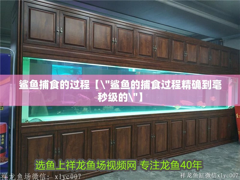 魚缸用增氧泵價格是多少:魚缸增氧機-xtrac增氧機-xtrac增氧機 鯊魚捕食的過程【\ 鯊魚捕食的過程【 鯊魚捕食的過程【\