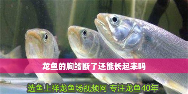 龍魚的胸鰭斷了還能長(zhǎng)起來(lái)嗎 龍魚的胸鰭斷了還能長(zhǎng)起來(lái)嗎 龍魚百科 第2張