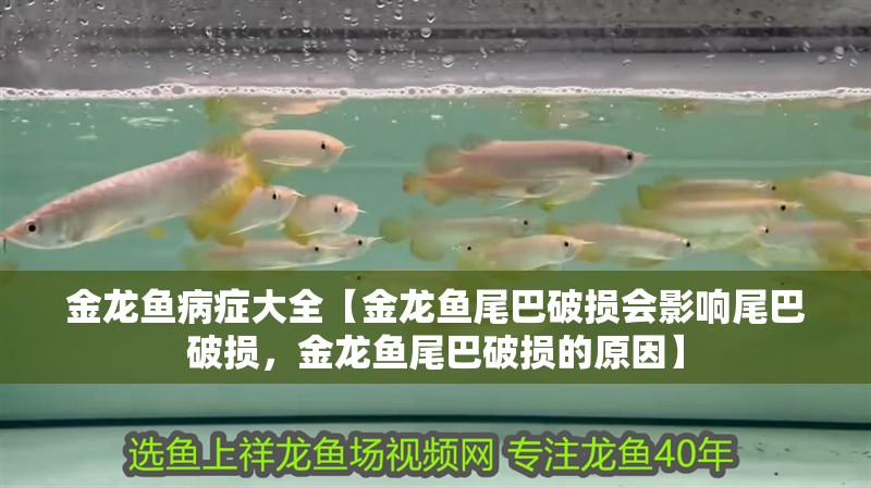 金龍魚病癥大全【金龍魚尾巴破損會影響尾巴破損，金龍魚尾巴破損的原因】 金龍魚病癥大全【金龍魚尾巴破損會影響尾巴破損，金龍魚尾巴破損的原因】 水族問答