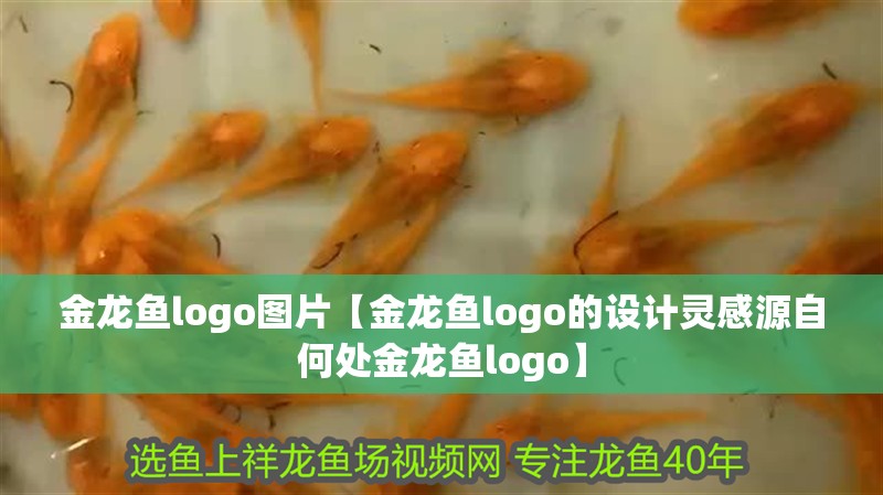 金龍魚logo圖片【金龍魚logo的設(shè)計靈感源自何處金龍魚logo】
