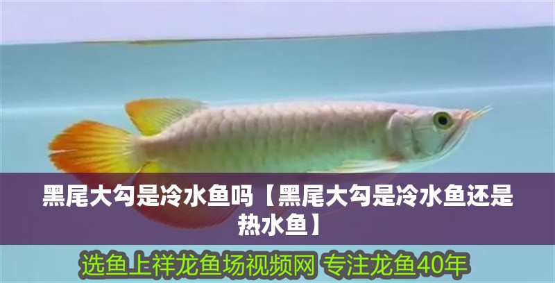 黑尾大勾是冷水魚嗎【黑尾大勾是冷水魚還是熱水魚】
