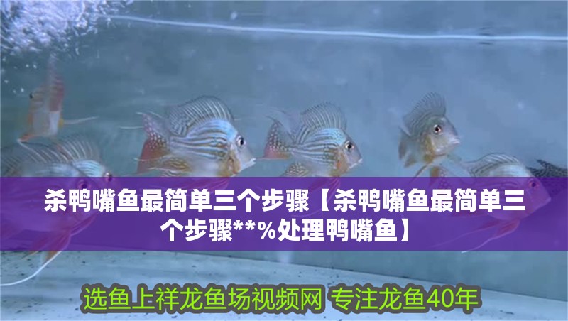 什么魚能和龍魚、虎魚混養(龍魚能和虎魚混養嗎) 殺鴨嘴魚最簡單三個步驟【殺鴨嘴魚最簡單三個步驟**%處理鴨嘴魚】 龍魚論壇 殺鴨嘴魚最簡單三個步驟【殺鴨嘴魚最簡單三個步驟**%處理鴨嘴魚】 殺鴨嘴魚最簡單三個步驟【殺鴨嘴魚最簡單三個步驟**%處理鴨嘴魚】 龍魚論壇