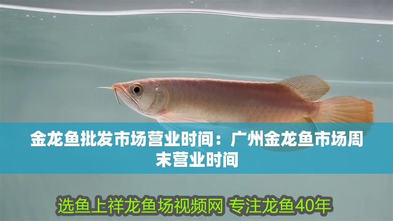 金龍魚批發(fā)市場營業(yè)時(shí)間：廣州金龍魚市場周末營業(yè)時(shí)間