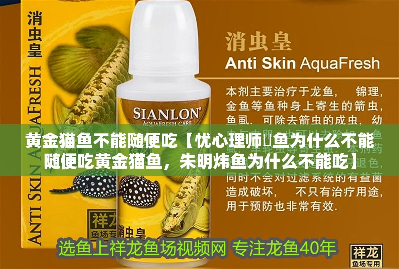黃金貓魚不能隨便吃【憂心理師鳡魚為什么不能隨便吃黃金貓魚，朱明煒魚為什么不能吃】