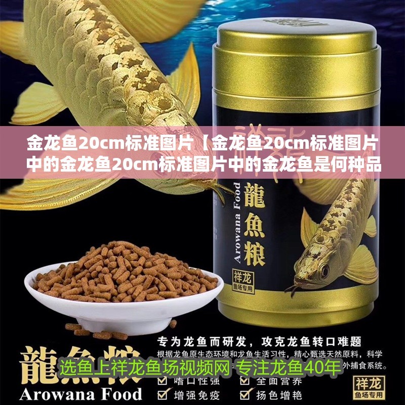 金龍魚20cm標準圖片【金龍魚20cm標準圖片中的金龍魚20cm標準圖片中的金龍魚是何種品種】