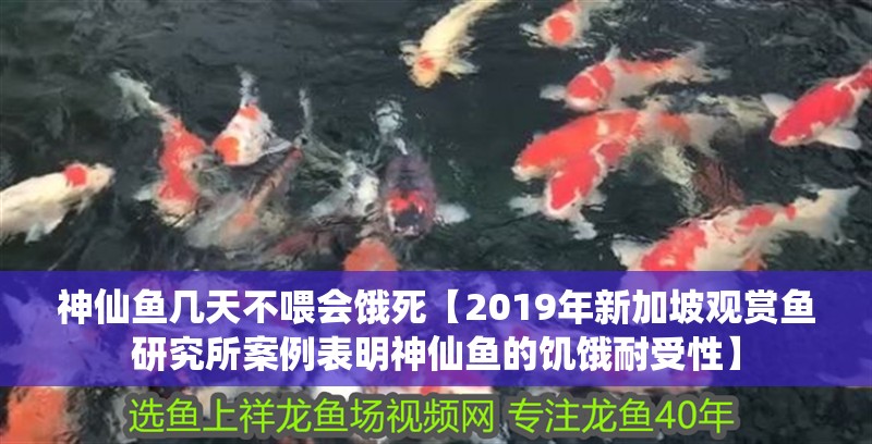 神仙魚幾天不喂會餓死【2019年新加坡觀賞魚研究所案例表明神仙魚的饑餓耐受性】