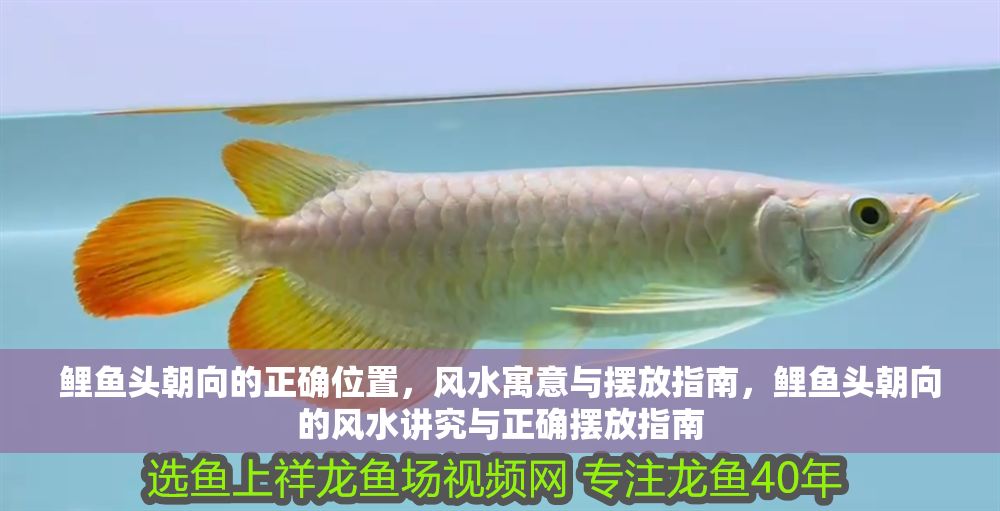 鯉魚頭朝向的正確位置，風水寓意與擺放指南，鯉魚頭朝向的風水講究與正確擺放指南