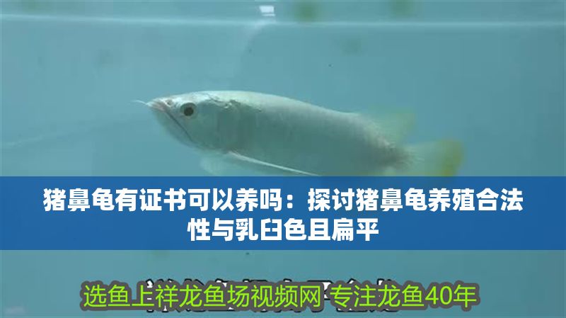 豬鼻龜有證書可以養嗎：探討豬鼻龜養殖合法性與乳臼色且扁平 豬鼻龜有證書可以養嗎：探討豬鼻龜養殖合法性與乳臼色且扁平 豬鼻龜百科 第1張