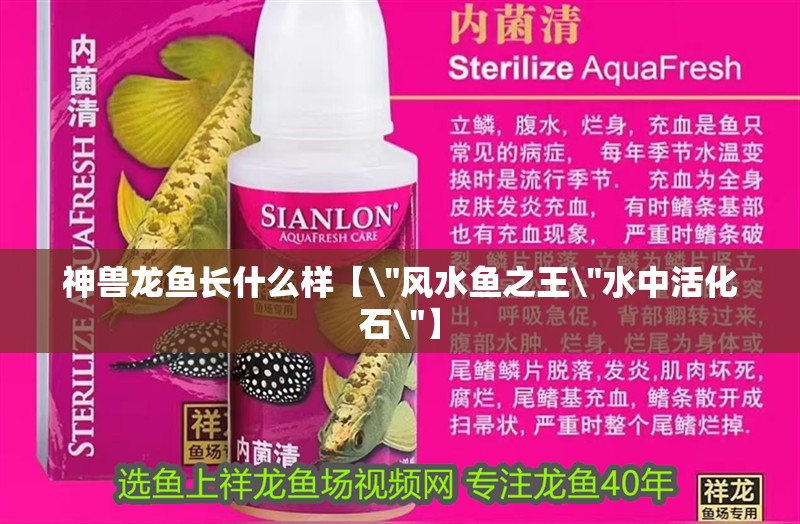 神獸龍魚長(zhǎng)什么樣【\