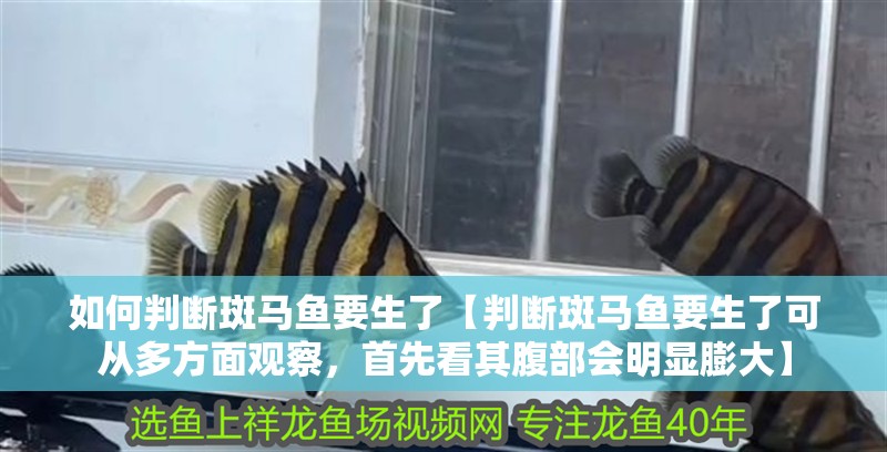 如何判斷斑馬魚要生了【判斷斑馬魚要生了可從多方面觀察，首先看其腹部會明顯膨大】