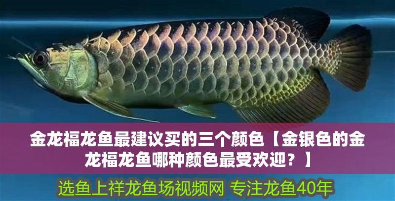 魚缸過濾器選購指南:自制魚缸過濾器魚缸上置過濾器對于養魚愛好者的必備知識 金龍福龍魚最建議買的三個顏色【金銀色的金龍福龍魚哪種顏色最受歡迎?】 水族問答 金龍福龍魚最建議買的三個顏色【金銀色的金龍福龍魚哪種顏色最受歡迎?】 金龍福龍魚最建議買的三個顏色【金銀色的金龍福龍魚哪種顏色最受歡迎?】 水族問答