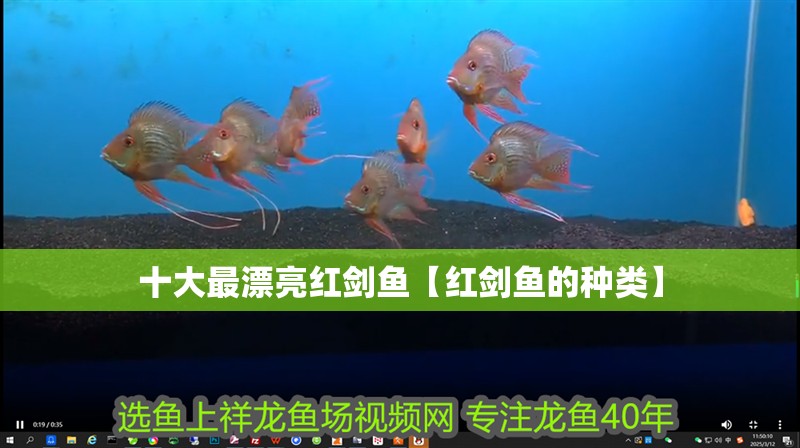 十大最漂亮紅劍魚【紅劍魚的種類】