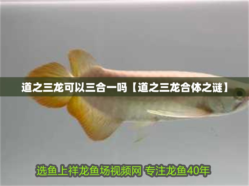 道之三龍可以三合一嗎【道之三龍合體之謎】