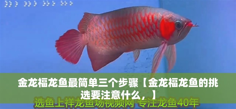 金龍福龍魚最簡單三個步驟【金龍福龍魚的挑選要注意什么，】