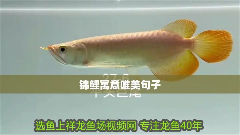 紅龍魚用黃燈烤有用嗎 錦鯉寓意唯美句子 龍魚百科 錦鯉寓意唯美句子 錦鯉寓意唯美句子 龍魚百科