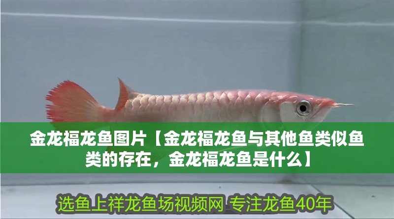魚缸過濾器選購指南:自制魚缸過濾器魚缸上置過濾器對于養魚愛好者的必備知識 金龍福龍魚圖片【金龍福龍魚與其他魚類似魚類的存在,金龍福龍魚是什么】 水族問答 金龍福龍魚圖片【金龍福龍魚與其他魚類似魚類的存在,金龍福龍魚是什么】 金龍福龍魚圖片【金龍福龍魚與其他魚類似魚類的存在,金龍福龍魚是什么】 水族問答