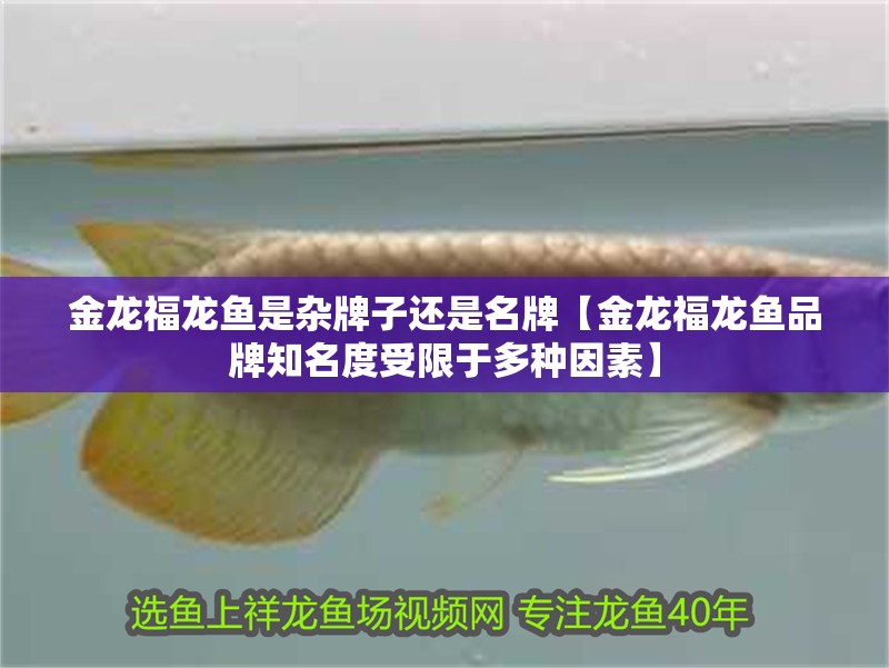 金龍福龍魚是雜牌子還是名牌【金龍福龍魚品牌知名度受限于多種因素】