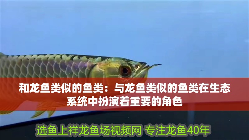 和龍魚類似的魚類：與龍魚類似的魚類在生態(tài)系統(tǒng)中扮演著重要的角色