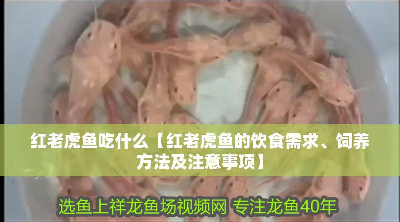 紅老虎魚吃什么【紅老虎魚的飲食需求、飼養方法及注意事項】