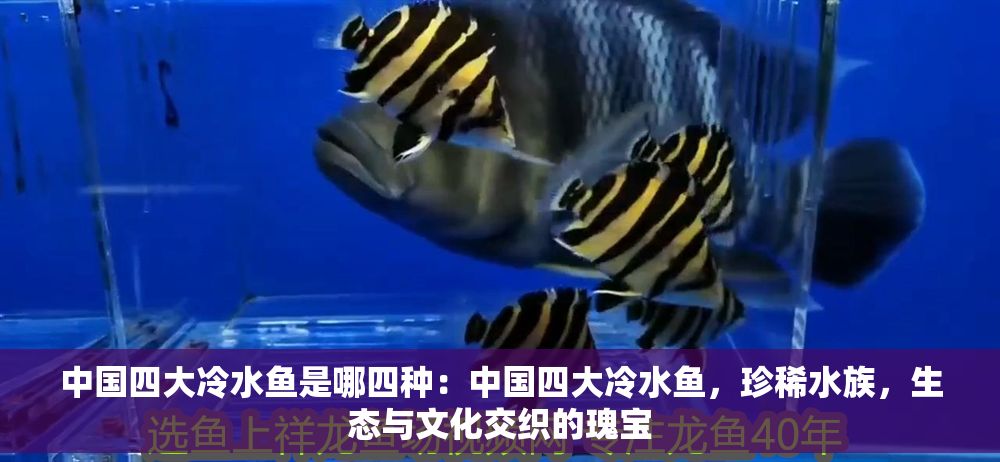 中國四大冷水魚是哪四種：中國四大冷水魚，珍稀水族，生態與文化交織的瑰寶