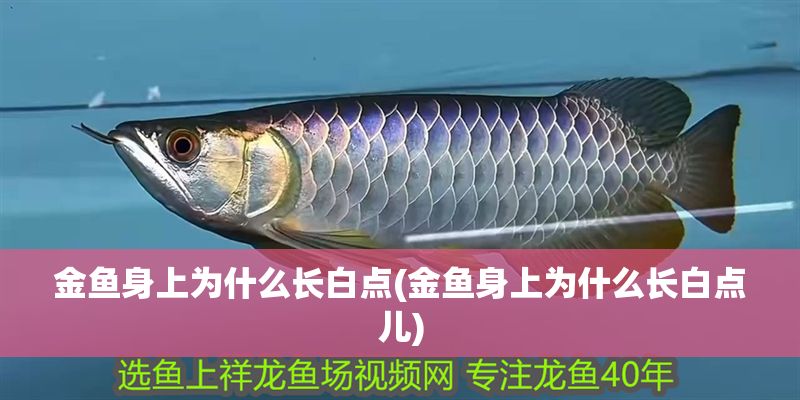 金魚身上為什么長白點(金魚身上為什么長白點兒)