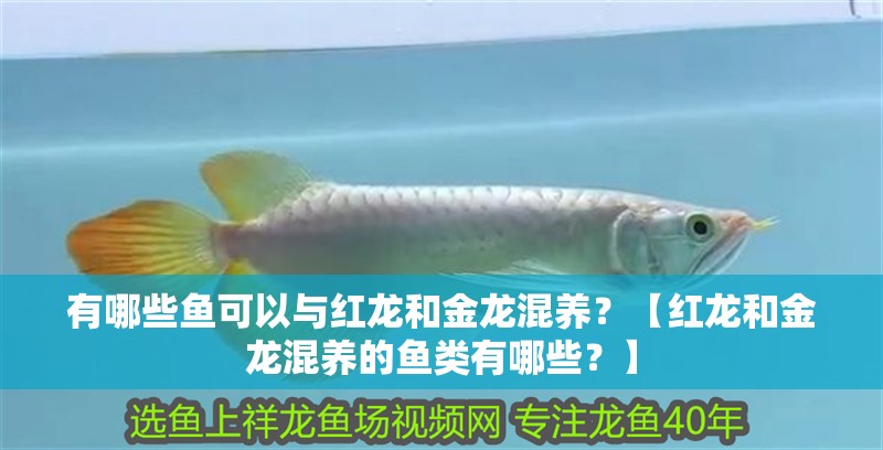 有哪些魚可以與紅龍和金龍混養？【紅龍和金龍混養的魚類有哪些？】