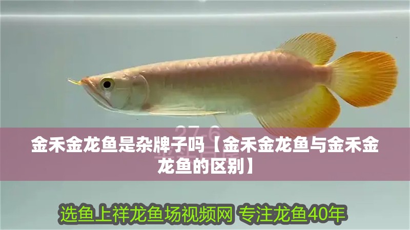 金禾金龍魚是雜牌子嗎【金禾金龍魚與金禾金龍魚的區(qū)別】