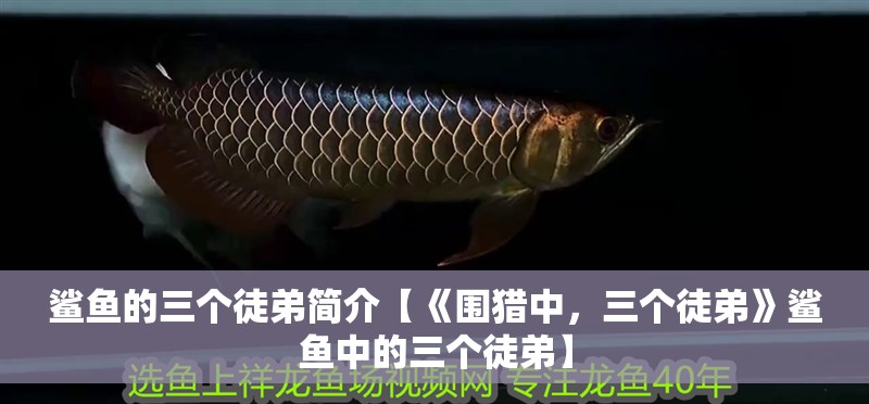 鯊魚的三個徒弟簡介【《圍獵中，三個徒弟》鯊魚中的三個徒弟】