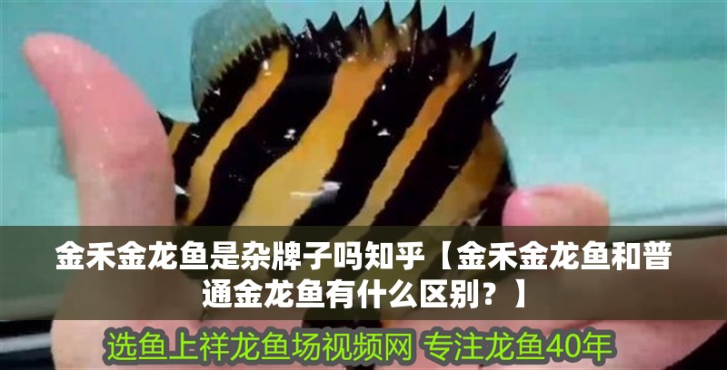 金禾金龍魚是雜牌子嗎知乎【金禾金龍魚和普通金龍魚有什么區別？】