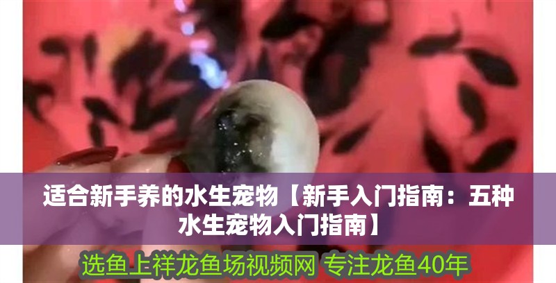 適合新手養的水生寵物【新手入門指南：五種水生寵物入門指南】 適合新手養的水生寵物【新手入門指南：五種水生寵物入門指南】 龍魚論壇