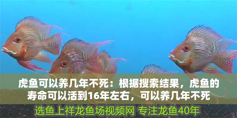 虎魚可以養幾年不死：根據搜索結果，虎魚的壽命可以活到16年左右，可以養幾年不死