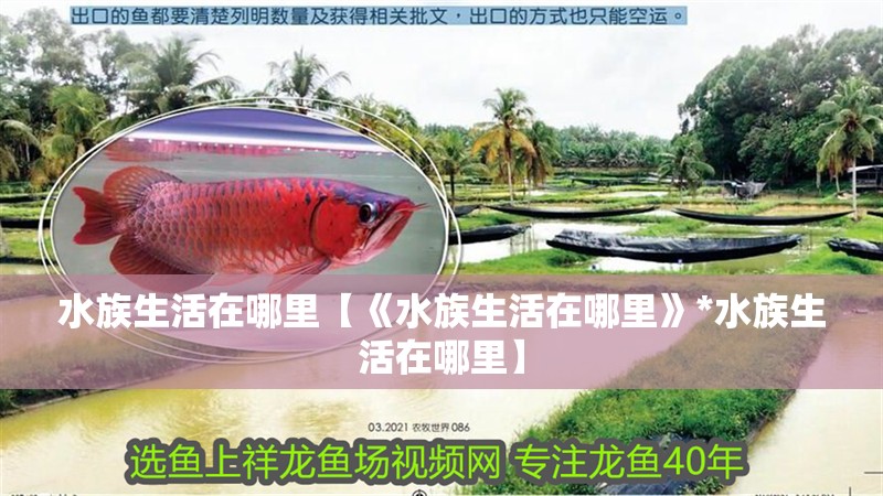 水族生活在哪里【《水族生活在哪里》*水族生活在哪里】