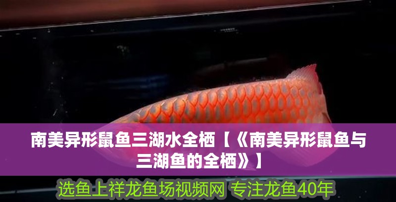 南美異形鼠魚三湖水全棲【《南美異形鼠魚與三湖魚的全棲》】