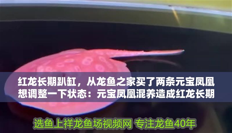 紅龍長(zhǎng)期趴缸，從龍魚(yú)之家買(mǎi)了兩條元寶鳳凰想調(diào)整一下?tīng)顟B(tài)：元寶鳳凰混養(yǎng)造成紅龍長(zhǎng)期趴缸