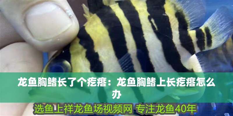 龍魚胸鰭長了個疙瘩：龍魚胸鰭上長疙瘩怎么辦