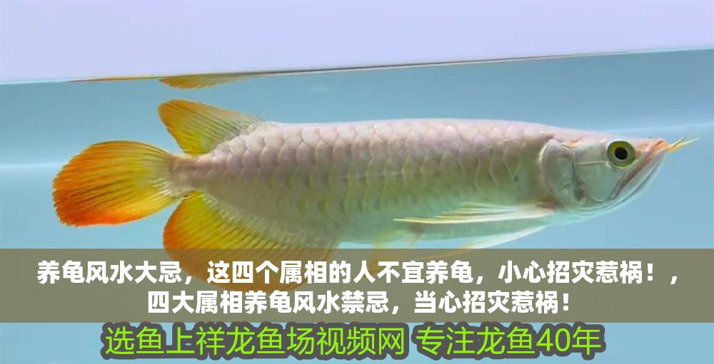 詳細閱讀:養龜風水大忌,這四個屬相的人不宜養龜,小心招災惹禍!,四大屬相養龜風水禁忌,當心招災惹禍! 養龜風水大忌,這四個屬相的人不宜養龜,小心招災惹禍!,四大屬相養龜風水禁忌,當心招災惹禍!