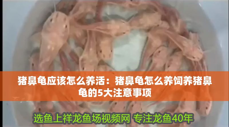 豬鼻龜應(yīng)該怎么養(yǎng)活：豬鼻龜怎么養(yǎng)飼養(yǎng)豬鼻龜?shù)?大注意事項