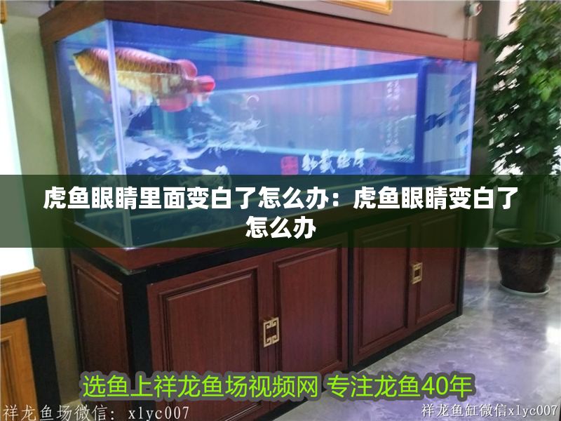 虎魚眼睛里面變白了怎么辦：虎魚眼睛變白了怎么辦