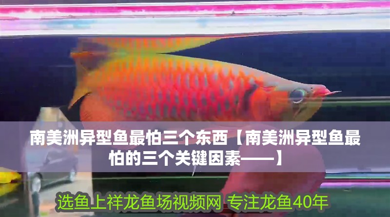 南美洲異型魚最怕三個東西【南美洲異型魚最怕的三個關鍵因素——】 南美洲異型魚最怕三個東西【南美洲異型魚最怕的三個關鍵因素——】 龍魚論壇