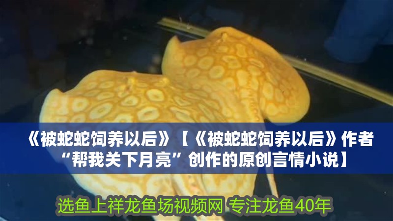 《被蛇蛇飼養以后》【《被蛇蛇飼養以后》作者“幫我關下月亮”創作的原創言情小說】